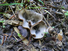 Humaria hemisphaerica