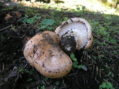Pudorini