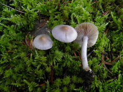 Inocybe lilacina