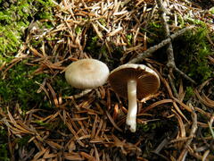 Inocybe geophylla