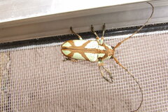 Prosopocera lactator