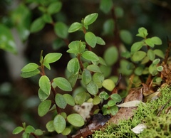 Peperomia leptostachya