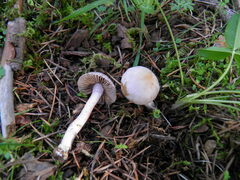 Inocybe geophylla