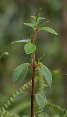 Peperomia leptostachya