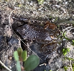 Eleutherodactylus campi