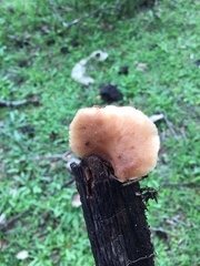Polyporus tuberaster