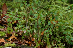 Peperomia leptostachya