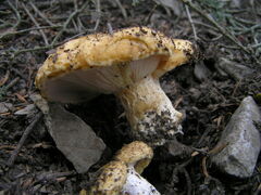 Lactarius intermedius