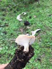 Polyporus tuberaster