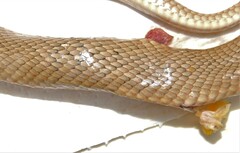 Pseudonaja guttata