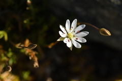 Stellaria gracilenta