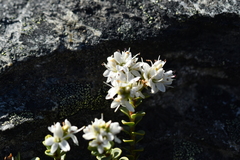 Veronica buchananii