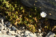 Stellaria gracilenta
