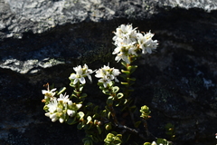 Veronica buchananii