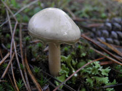 Zhuliangomyces illinitus