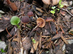 Macrocystidia cucumis