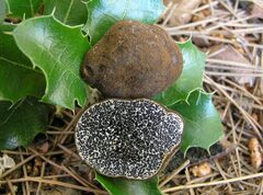 Melanogaster ambiguus