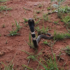 Hemachatus haemachatus