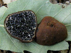 Melanogaster ambiguus