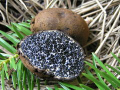 Melanogaster ambiguus