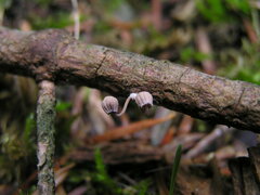 Mycena pseudocorticola
