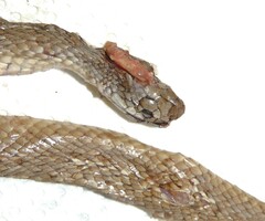 Pseudonaja guttata
