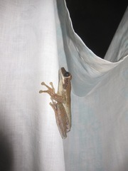 Osteocephalus planiceps