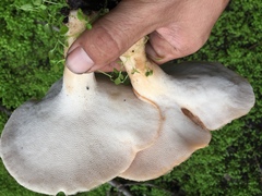 Polyporus mcmurphyi