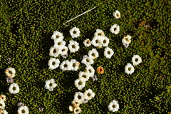 Dracophyllum muscoides