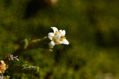 Kelleria