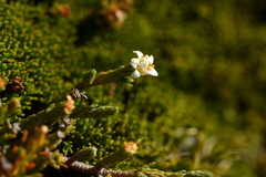 Kelleria