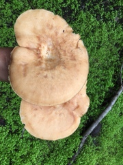 Polyporus mcmurphyi