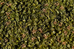 Anisotome imbricata
