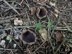 Sarcosphaera coronaria