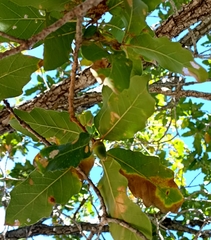 Quercus tuberculata