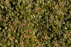 Anisotome imbricata