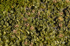 Anisotome imbricata