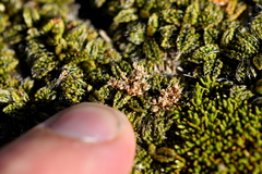 Anisotome imbricata