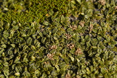 Anisotome imbricata