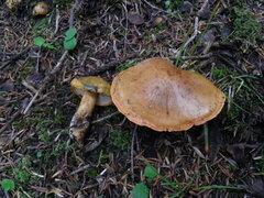 Tricholoma aurantium