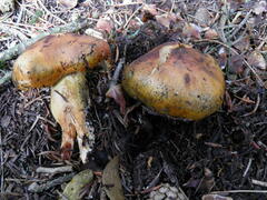 Tricholoma aurantium