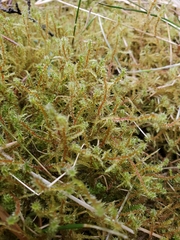 Rhytidiadelphus squarrosus