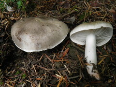 Tricholoma saponaceum