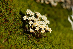 Kelleria