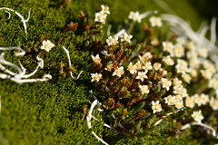 Kelleria