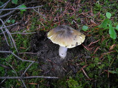Tricholoma sejunctum