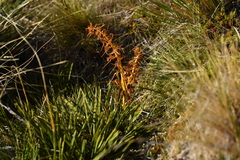 Aciphylla