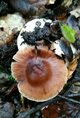 Cortinarius ohlone
