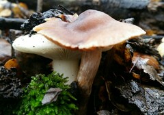 Cortinarius ohlone