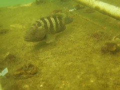 Epinephelus coioides